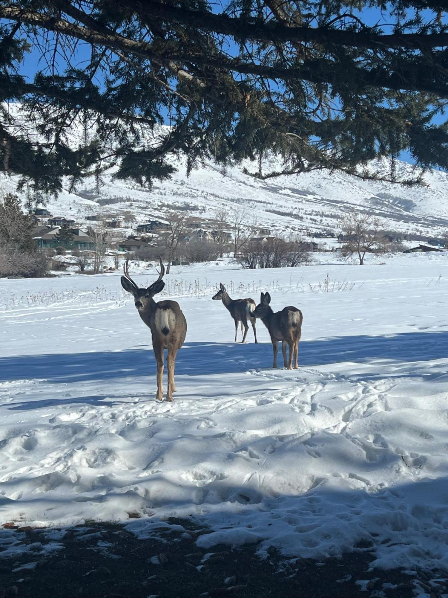 Wolf Creek Lodge Condo In Eden, Ut - Relaxing Mountain Retreat Εξωτερικό φωτογραφία